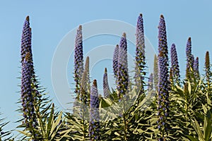 Pride of Madeira flowers against sky