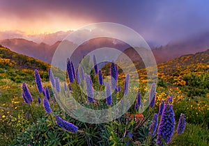 Pride of Madeira flowers in the mountains, beautiful evening landscape. Spring time in Madeira