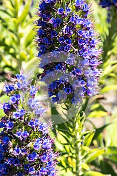 Pride of Madeira Flowers in the Mountains in the north of the Island of Madeira