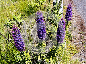 Pride of Madeira Flowers in the Mountains in the north of the Island of Madeira