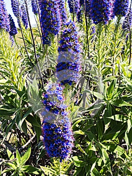 Pride of Madeira Flowers in the Mountains in the north of the Island of Madeira