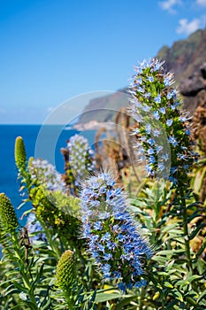 Pride of madeira flowers on the wild coast of the island of Madeira, Portugal