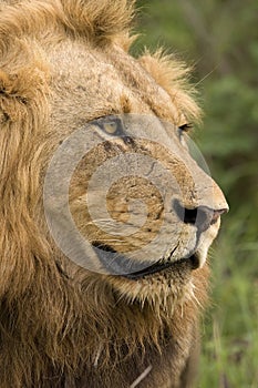 Pride male lion