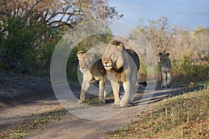 A pride of three lions walking along a two-track road.