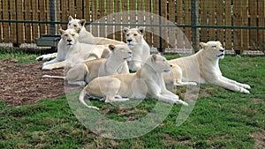 Pride of White Lions