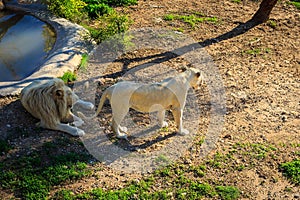 Pride of white lions at zoo