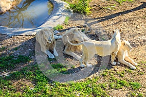 Pride of white lions at zoo