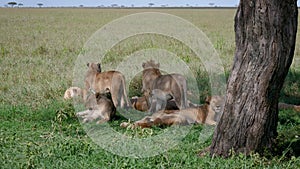 Pride Wild Lions Lies On Grass To Rest Under Shade Of Tree In Heat