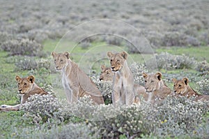 Pride of young lion, Etosha