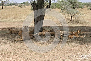 Pride of young lions, Serengeti National Park, Tanzania