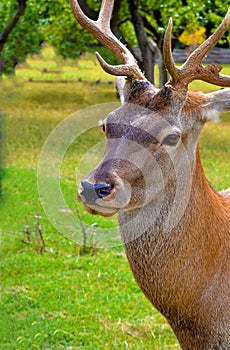 Prideful calm deer