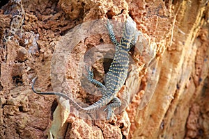 The Prideful lizard standing still on a tree branch