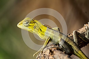 Prideful lizard standing still on a tree branch