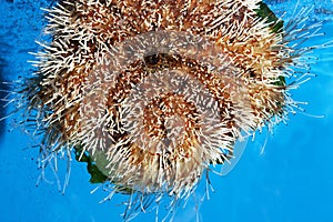 Priest-Hat Urchin or Short Spine Urchin, tripneustes gratilla, South Africa