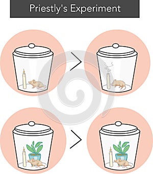 Priestley Experiment of Photosynthesis vector illustration