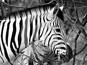 Prifile close-up shot of wild zebra in black and white, Etosha National Park, Namibia, Africa