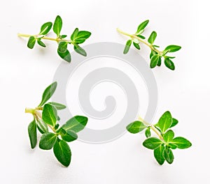 Prig of young thyme isolated on a white background