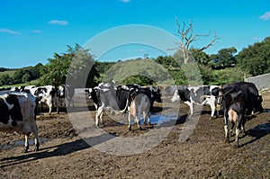 Prim olstein cow in a cowshed in France