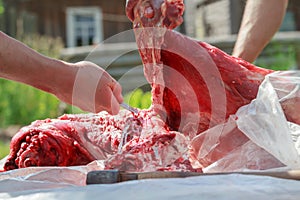 Primal cut of young lamb carcass with butcher knife
