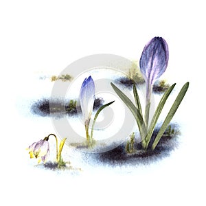 Primary flowers yellow crocuses snowdrops sprouting through the snow Watercolor painted illustration