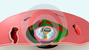 Primary Germ Layer