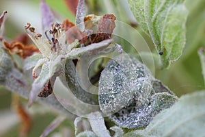 Primary infection of powdery mildew (Podosphaera leucotricha) on apple leaves and flowers