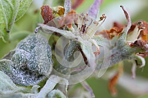 Primary infection of powdery mildew (Podosphaera leucotricha) on apple leaves and flowers