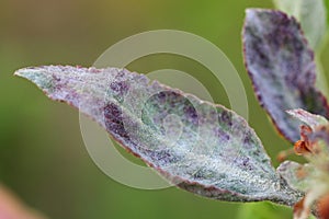 Primary infection of powdery mildew (Podosphaera leucotricha) on apple leaves and flowers