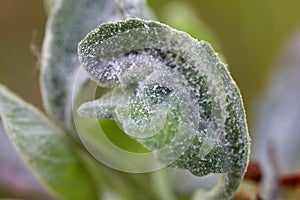 Primary infection of powdery mildew (Podosphaera leucotricha) on apple leaves and flowers