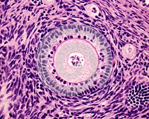 Primary ovary follicle