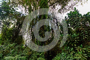 The primary rainforest in the Usambara Mountains