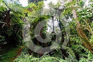 The primary rainforest in the Usambara Mountains