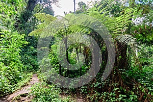 The primary rainforest in the Usambara Mountains