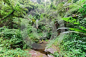 The primary rainforest in the Usambara Mountains