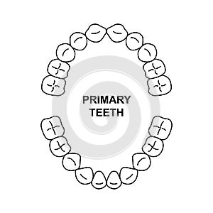 Primary teeth dentition anatomy. Child upper and lower jaw. Child tooth arrival chart. Primary teeth silhouette photo