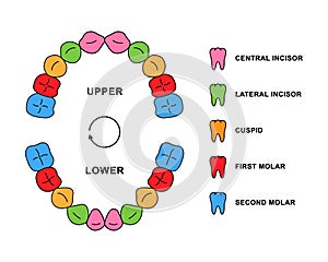 Primary teeth dentition anatomy with descriptions. Child jaw parts - central incisor, lateral incisor, cuspid, first