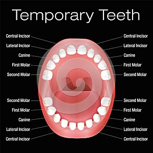 Primary Teeth Names