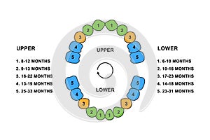 Primary tooth arrival chart. Child teeth dentition anatomy colored illustration. Upper and lower jaw. Child teeth photo