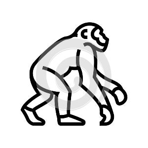 primate ancestors human evolution line icon vector illustration