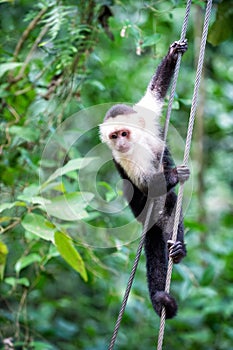 Primate animal hanging on cable in rainforest of Honduras