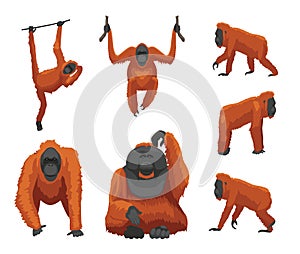 Primate Ape Orangutan various Poses Cute Cartoon Vector Illustration