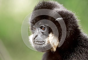 Primate gibbon Nomascus gabriellae