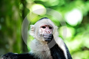 Primate in jungle on sunny day