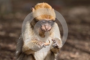 Bertuccia puppy, or Barberia monkey. photo