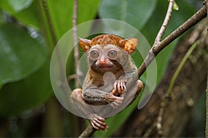 Primate Tarsier at Tarsier visitor center