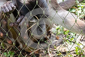 Primate at ZSL London Zoo, UK. The monkey grasps the wire of the cage and leans against it, appearing to be asleep.