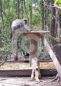 Primates at Monkeyland on Garden Route, South Africa photo