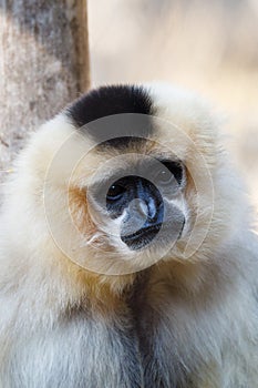 Primatte Yellow-cheeked gibbon Nomascus gabriellae