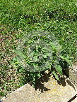 Primavara verde acasa