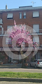 Primavera albero rosa